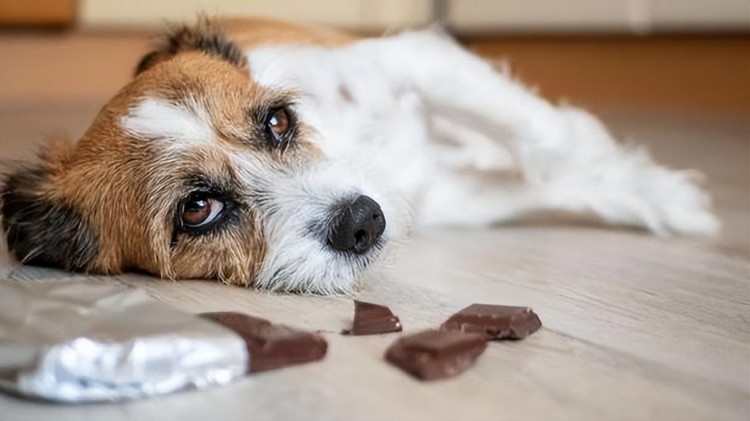 警惕狗不能吃的八种食物会要了狗命