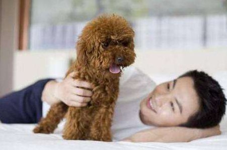 养泰迪犬久了之后这8种毛病难以逃过