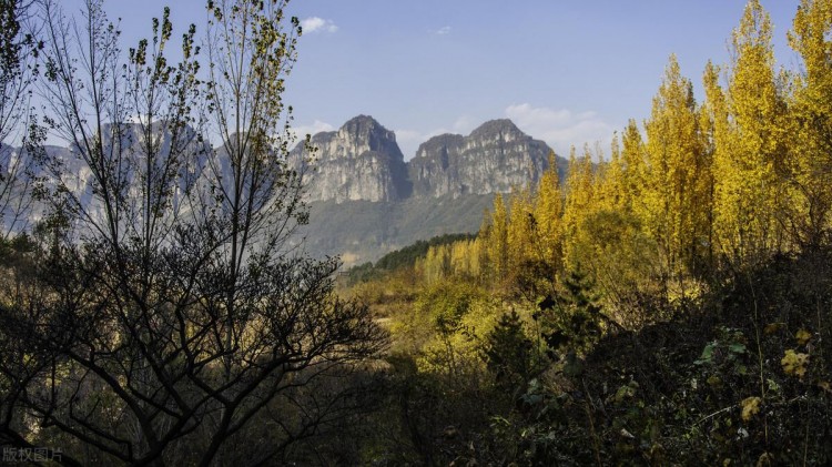 宠物旅游｜万仙山景区爱宠托运秘籍