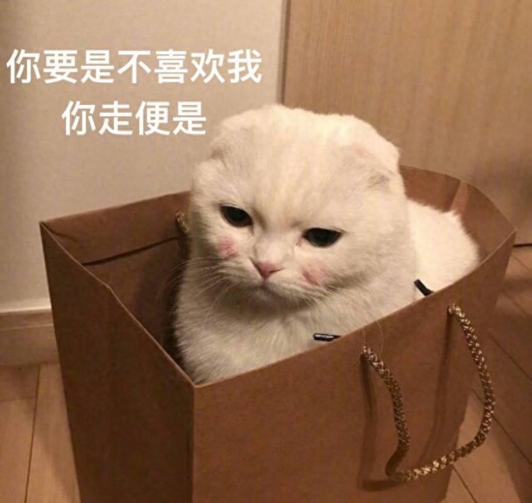 猫界“好养活”的7种猫，寿命长，布偶猫上榜了！