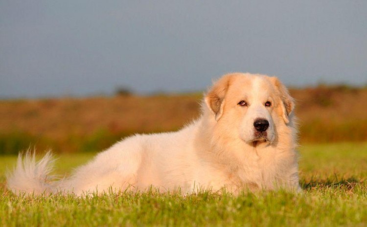 盘点五种温顺的大型犬第一名金毛实至名归你家的上榜了吗